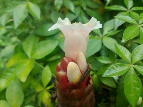 Image of Costus atlanticus