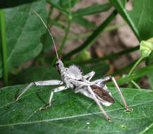 Image of Wheel Bug