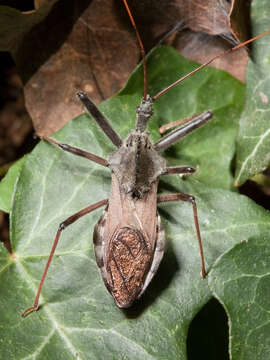 Image of Wheel Bug