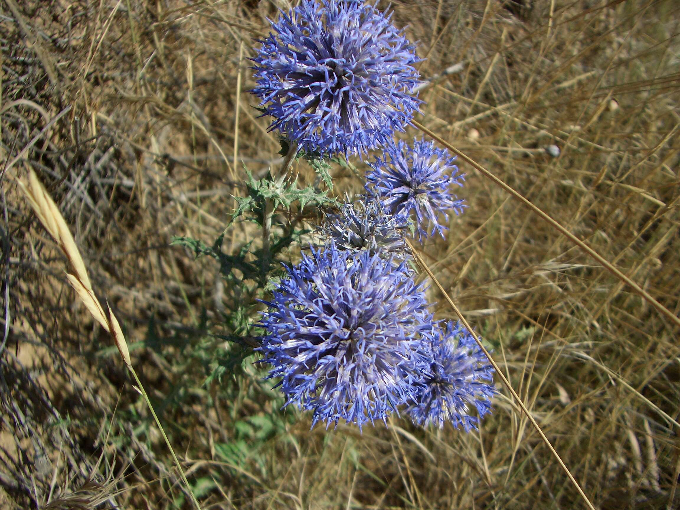 Image of southern globethistle