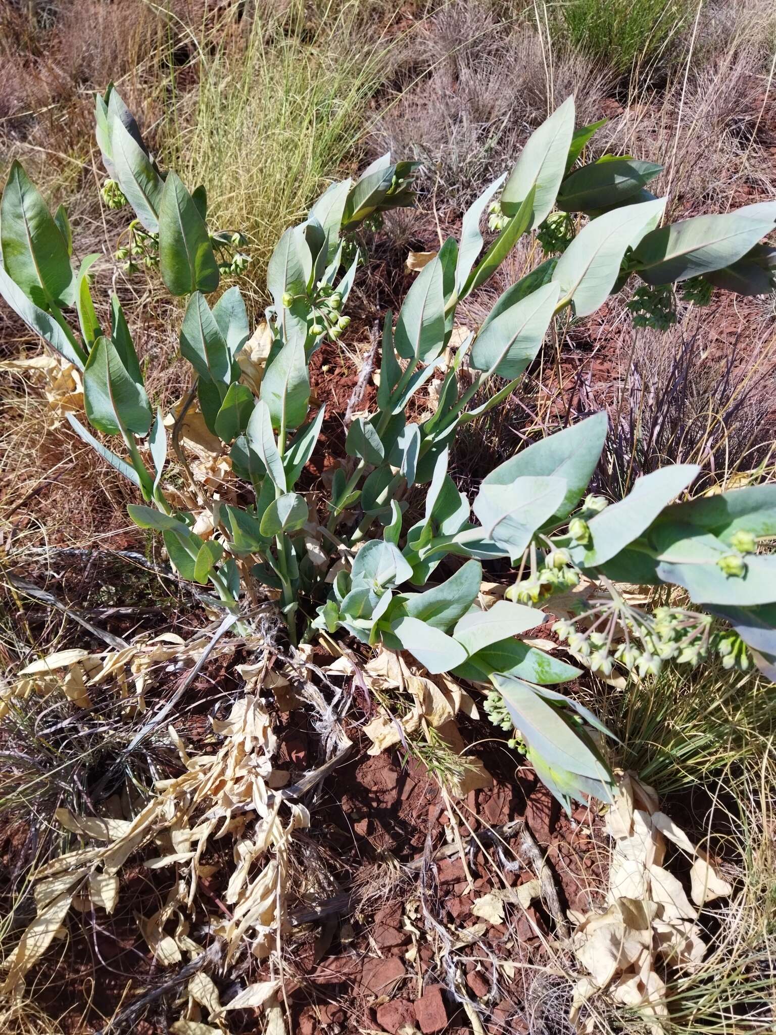 Sivun Asclepias glaucophylla (Schltr.) Schltr. kuva