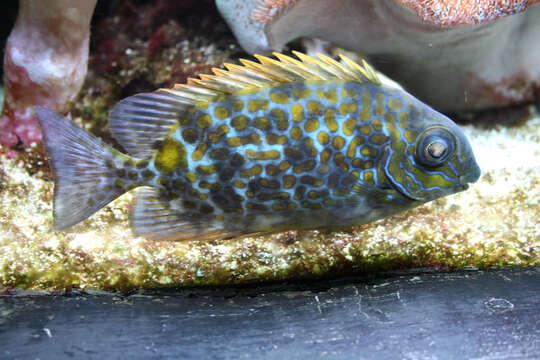 Image of Golden rabbitfish