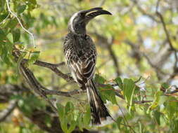 Image of Lophoceros nasutus nasutus (Linnaeus 1766)