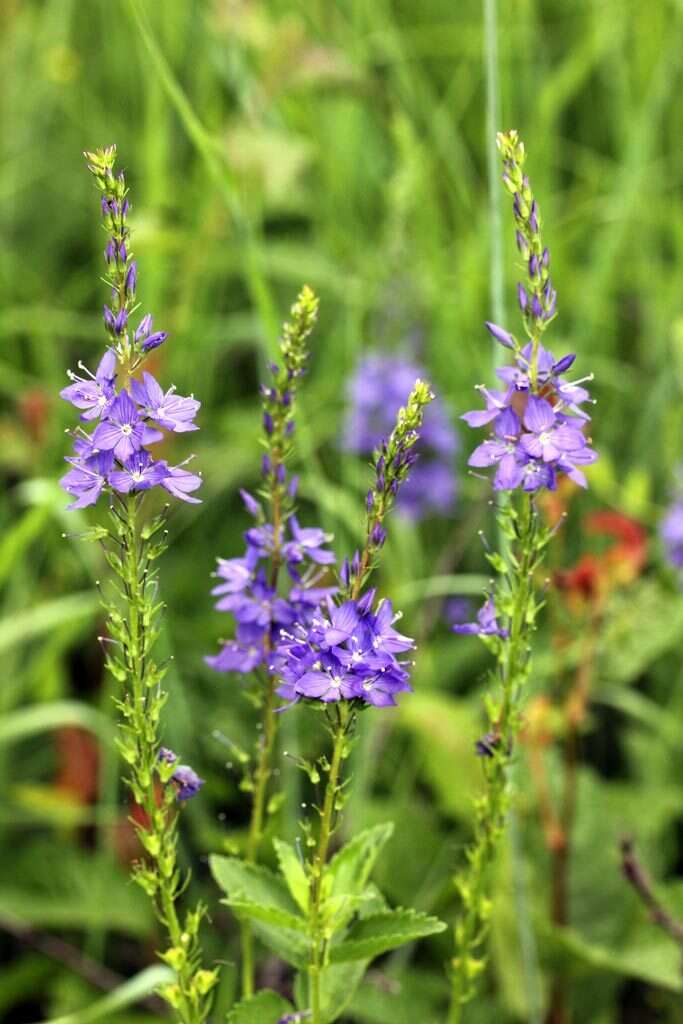 Image de Veronica teucrium L.