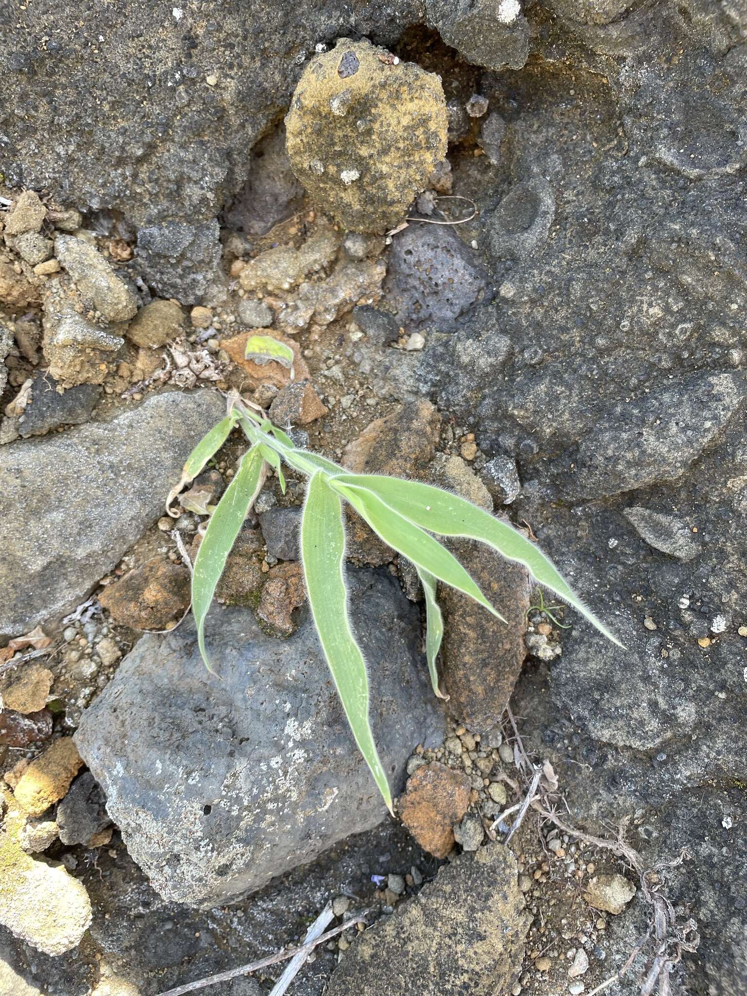 صورة Panicum torridum Gaudich.