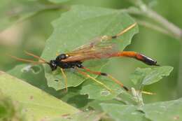 Image de Therion circumflexum (Linnaeus 1758)