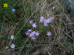 Imagem de Phlox sibirica L.