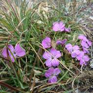 Image of Dianthus microlepis Boiss.