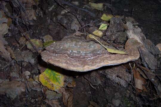 Image of Ganoderma applanatum