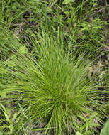 Image of brome-like sedge