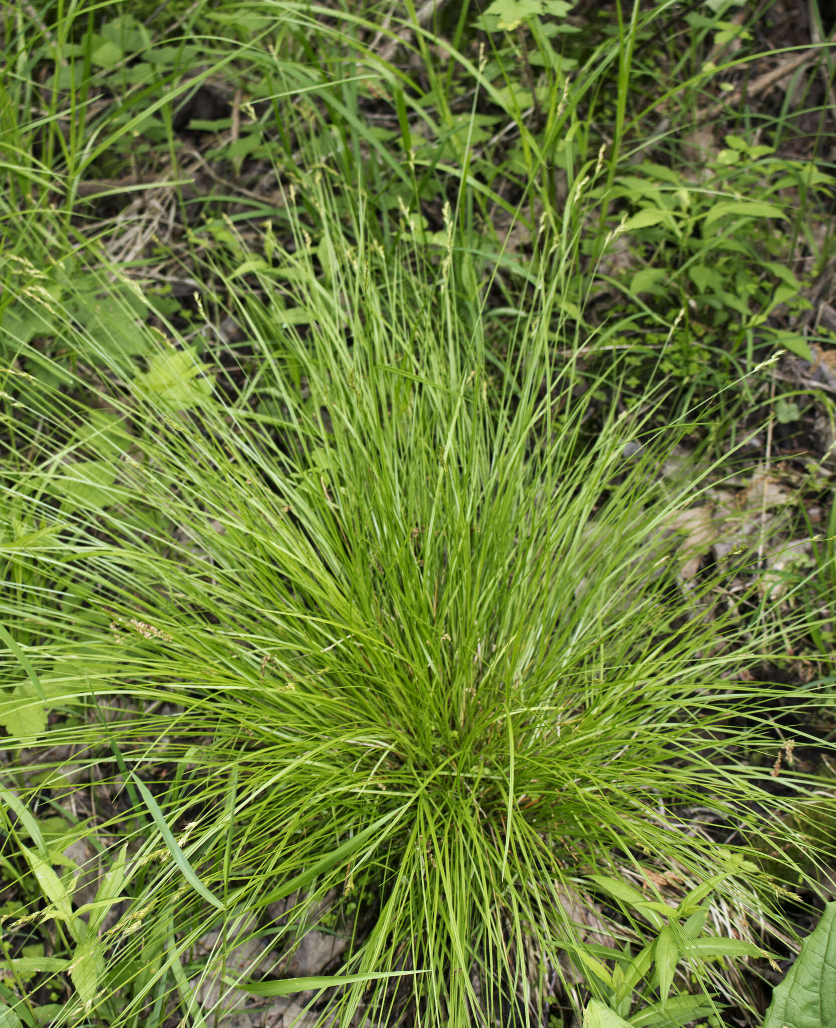Imagem de Carex bromoides Willd.