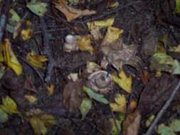 Image of Collared Earthstar