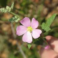 Image of thicket globemallow