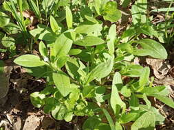 Image of Myosotis sparsiflora Pohl