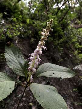 Image of Collinsonia macrobracteata (Masam.) Harley