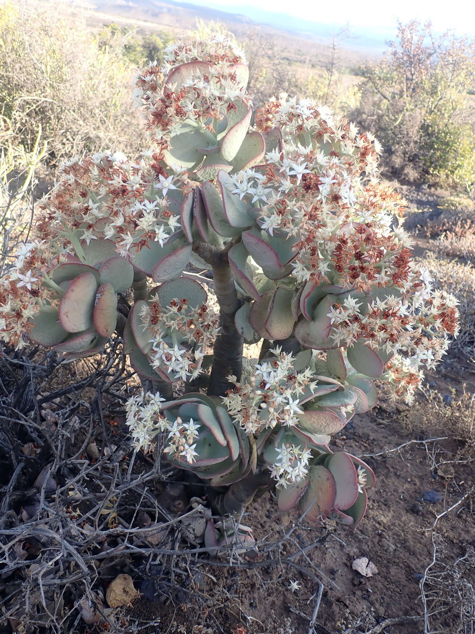 Image of Crassula arborescens subsp. arborescens