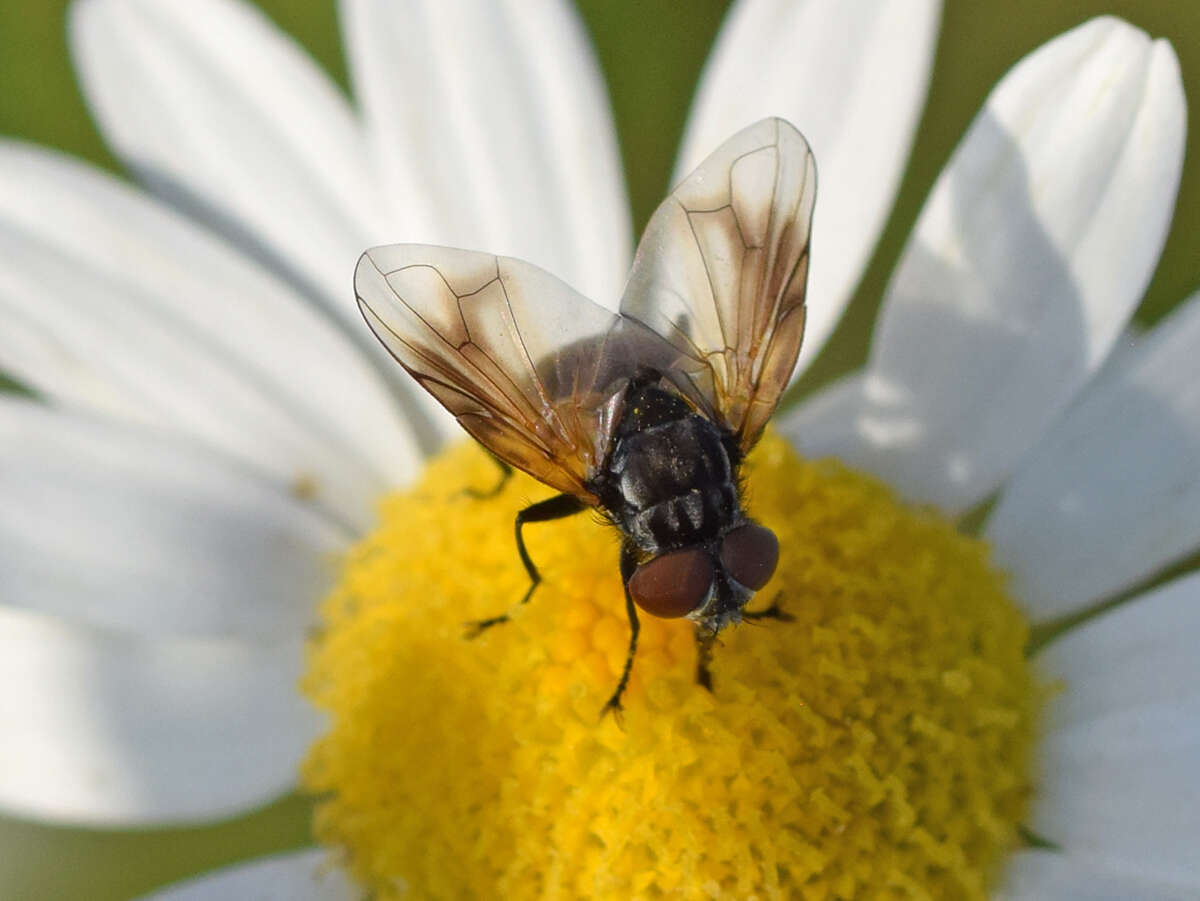 Image of Phasia obesa (Fabricius 1798)