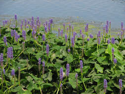 Image of pickerelweed