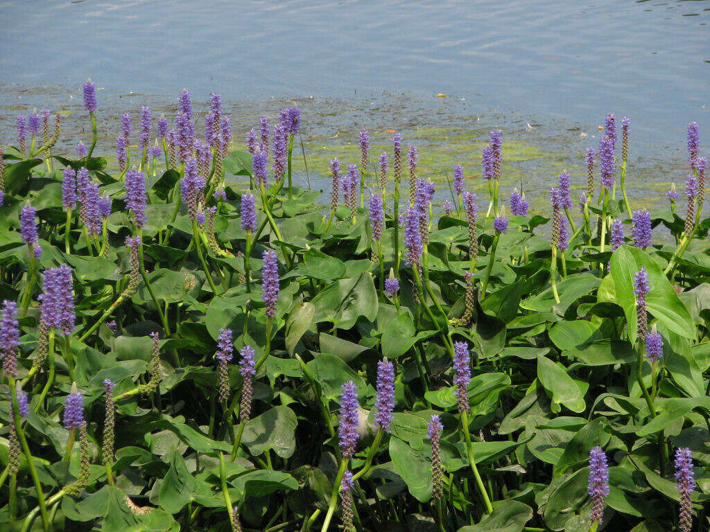 Image of pickerelweed