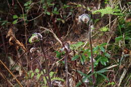 Слика од Osmunda japonica Thunb.