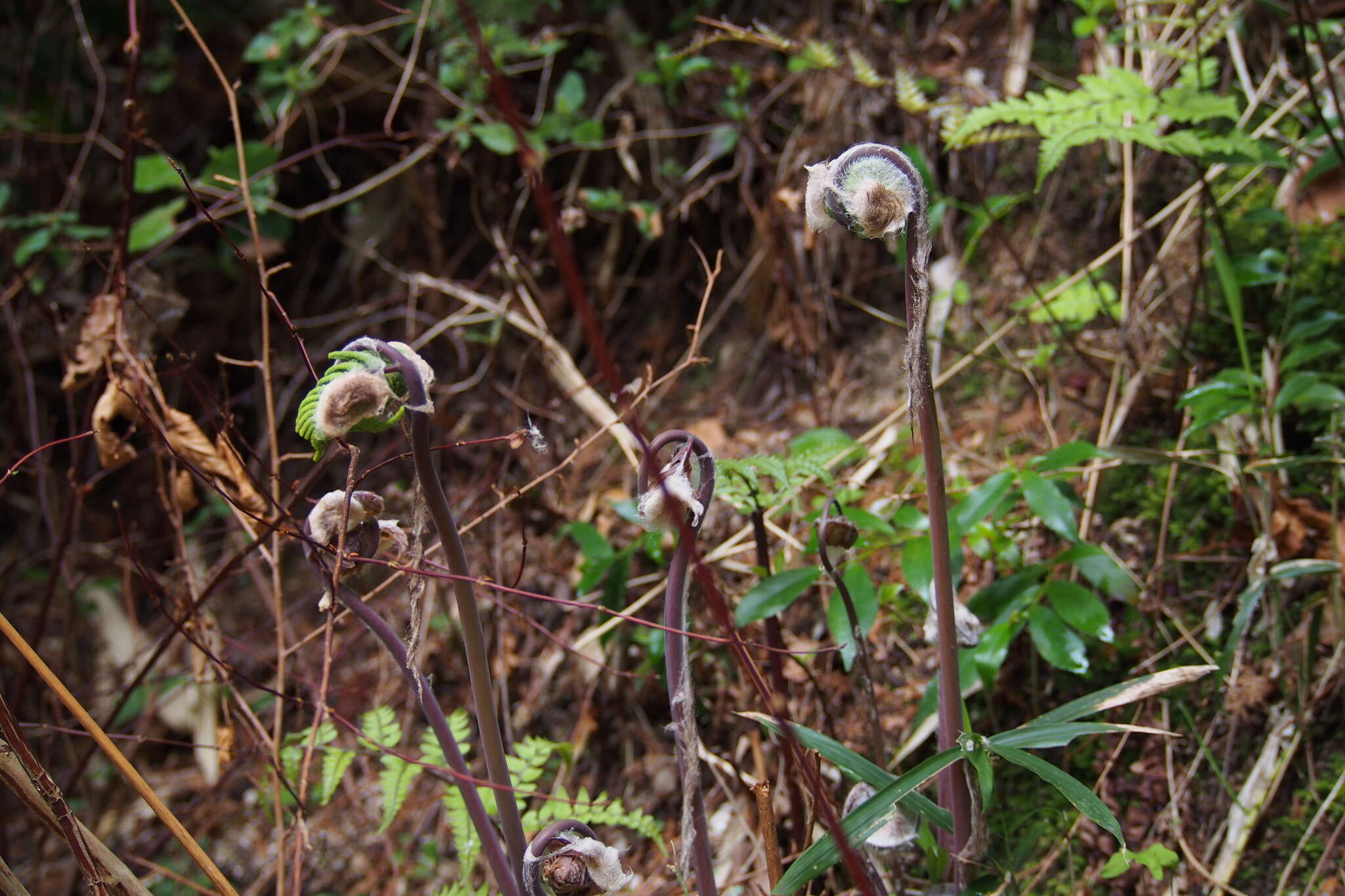 Image of Osmunda japonica Thunb.