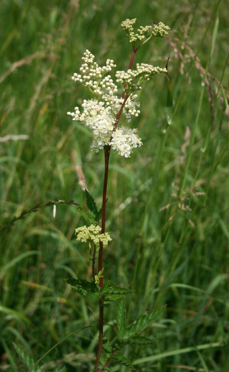 Image of Meadowsweet