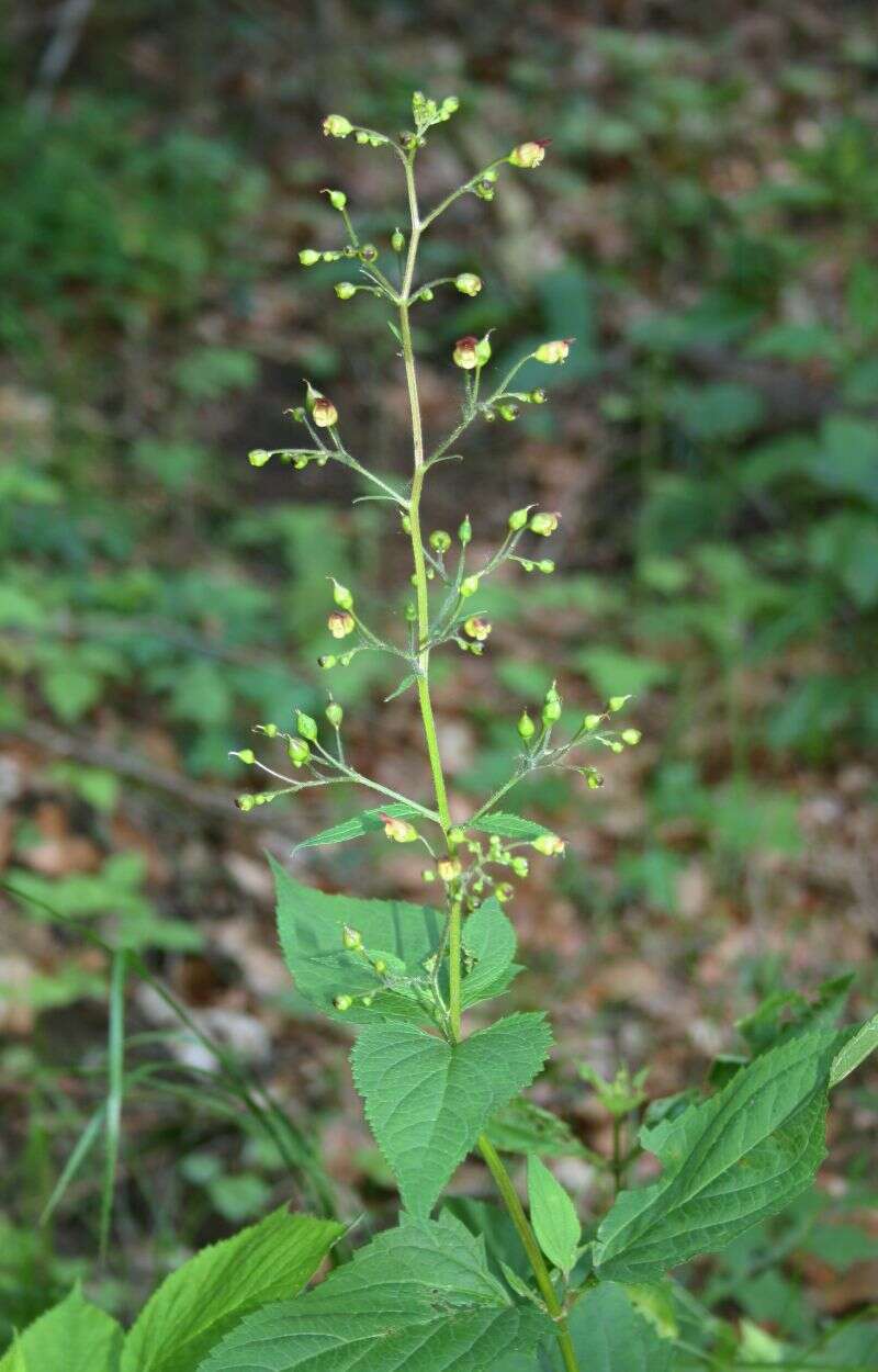 Imagem de Scrophularia nodosa L.