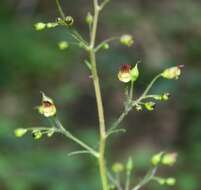 Imagem de Scrophularia nodosa L.