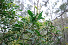 Image of Acacia falciformis DC.