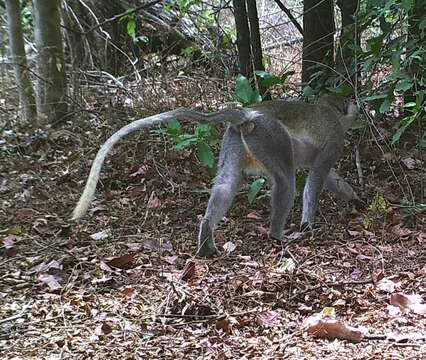 Image of Tantalus Monkey