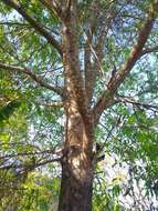 Image of Quercus crispifolia Trel.