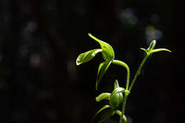 Image of Achlydosa glandulosa (Schltr.) M. A. Clem. & D. L. Jones