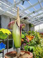 Amorphophallus titanum (Becc.) Becc. resmi