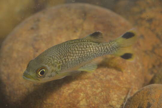 Image of Buffalo Bream