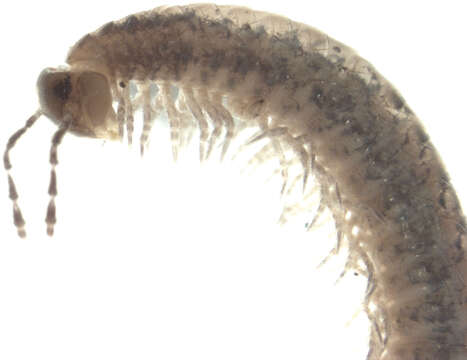 Imagem de Metopidiotrichidae