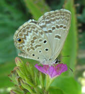 صورة Euchrysops malathana (Boisduval 1833)