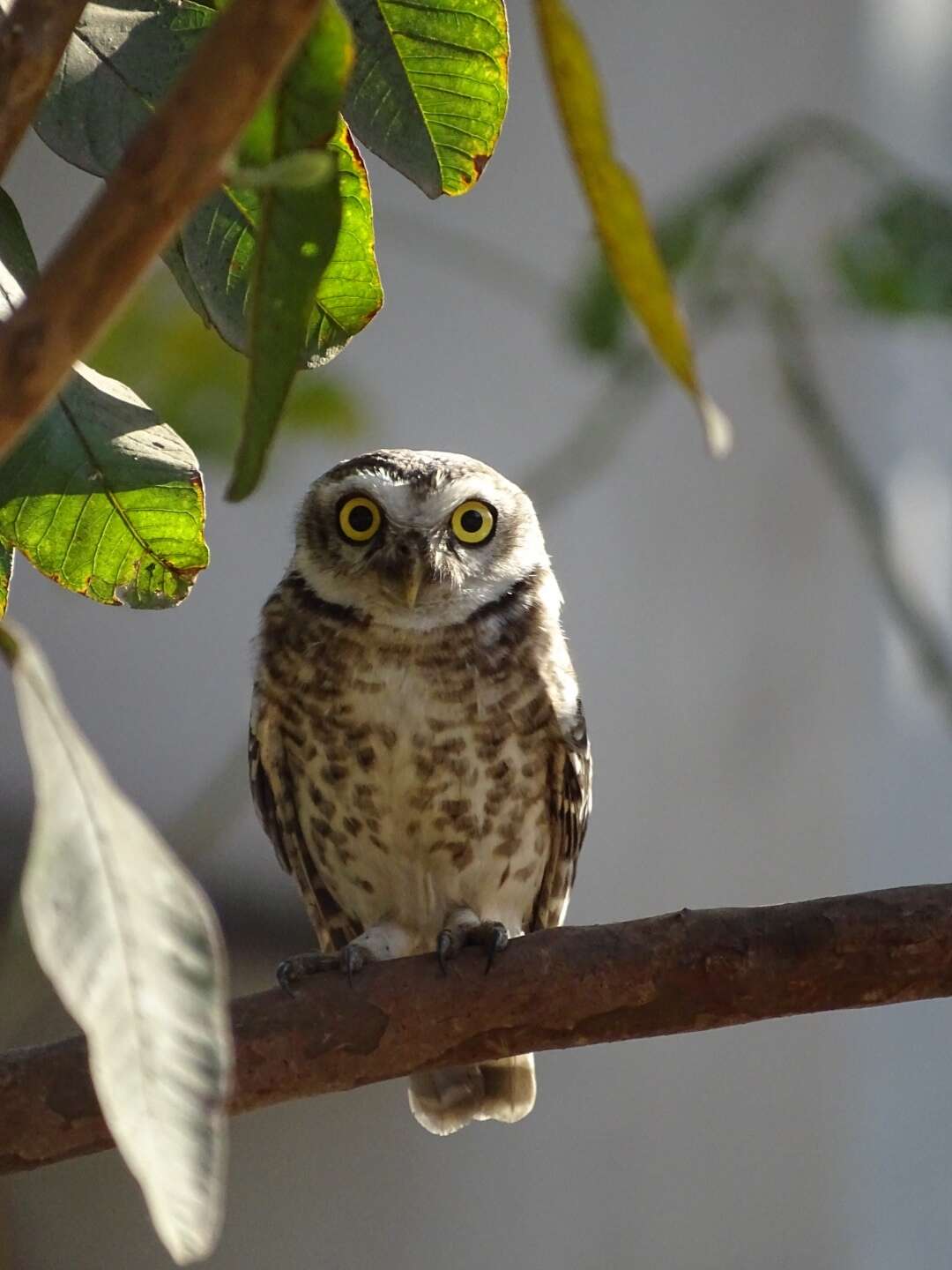 Image of Spotted Owlet