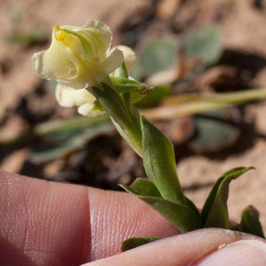 Pterygodium alatum (Thunb.) Sw. resmi