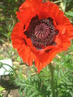 Image of Oriental poppy