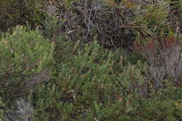 Plancia ëd Leucospermum heterophyllum (Thunb.) Rourke