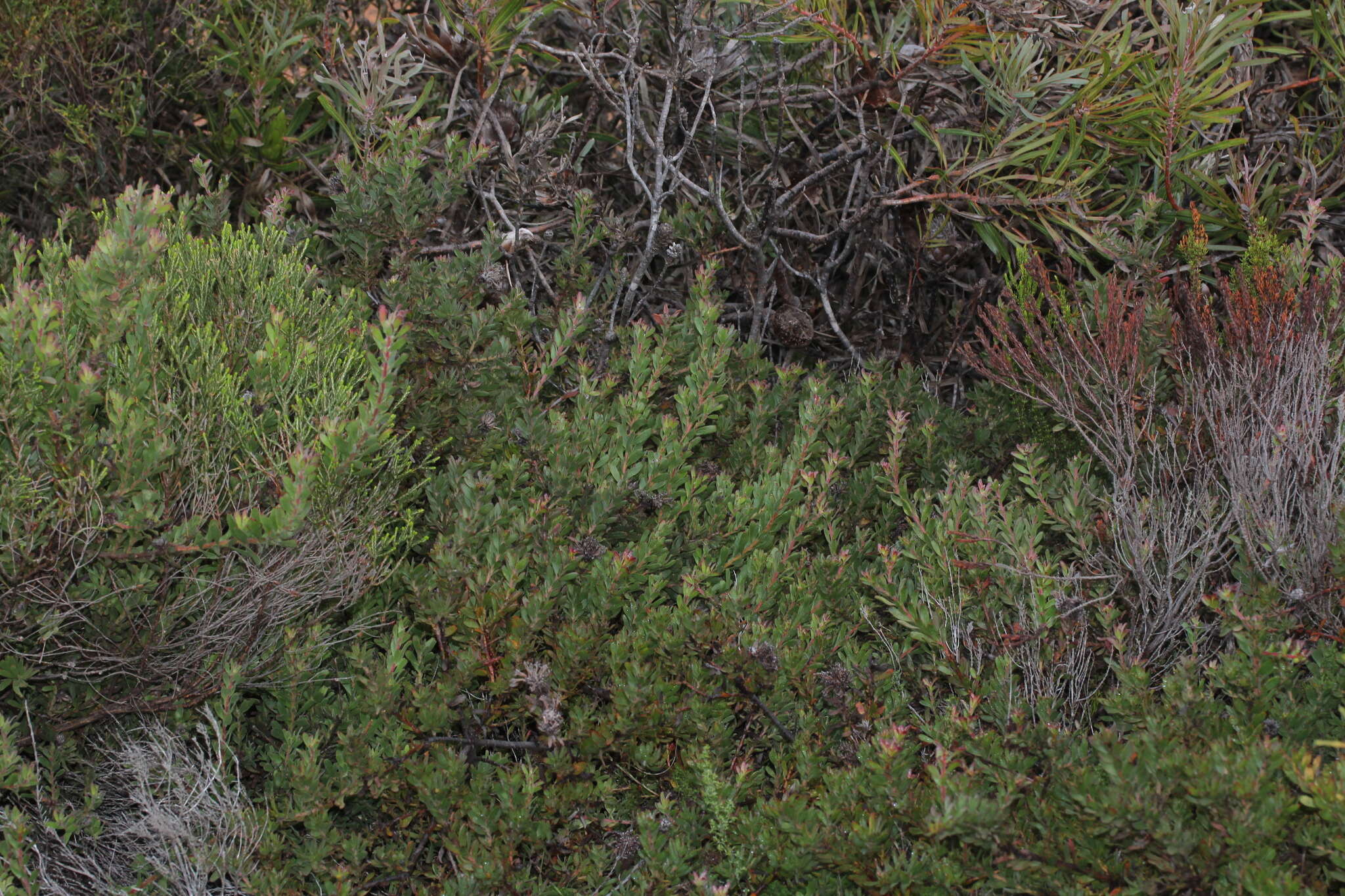 Plancia ëd Leucospermum heterophyllum (Thunb.) Rourke