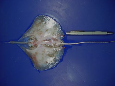 Image of Leafnose Legskate