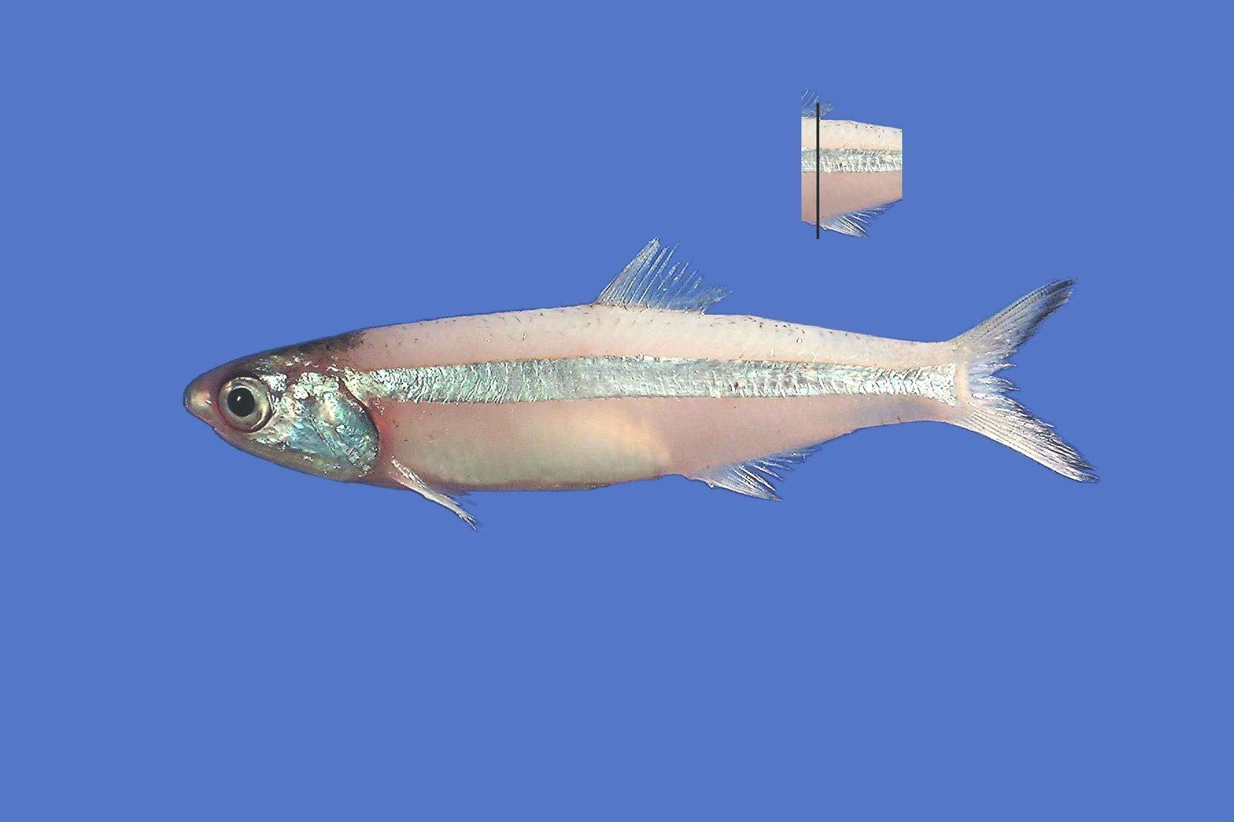 Image of Broad-striped Anchovy