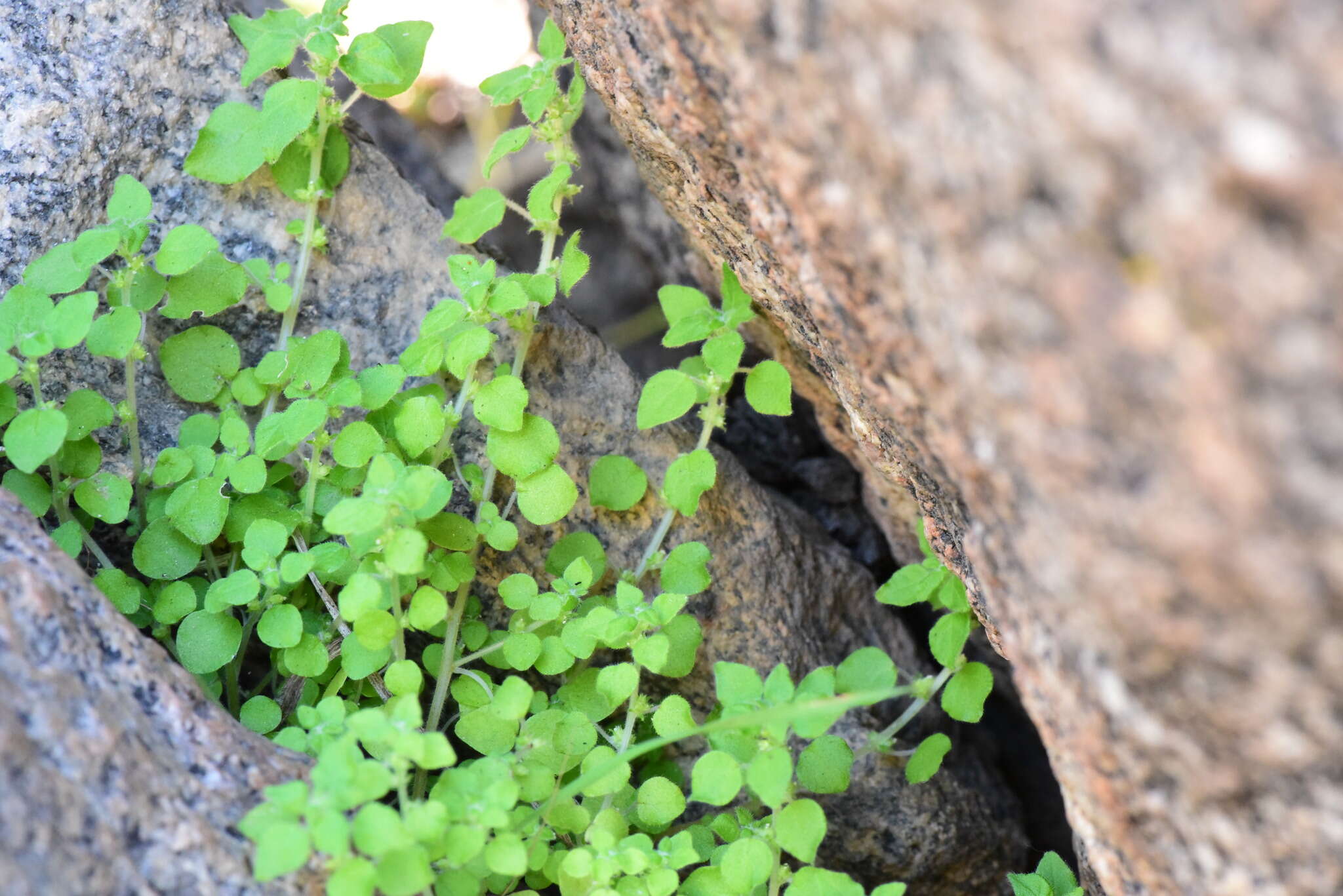 Image of rillita pellitory