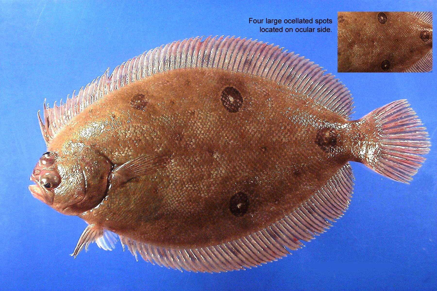 Image of Ocellated Flounder