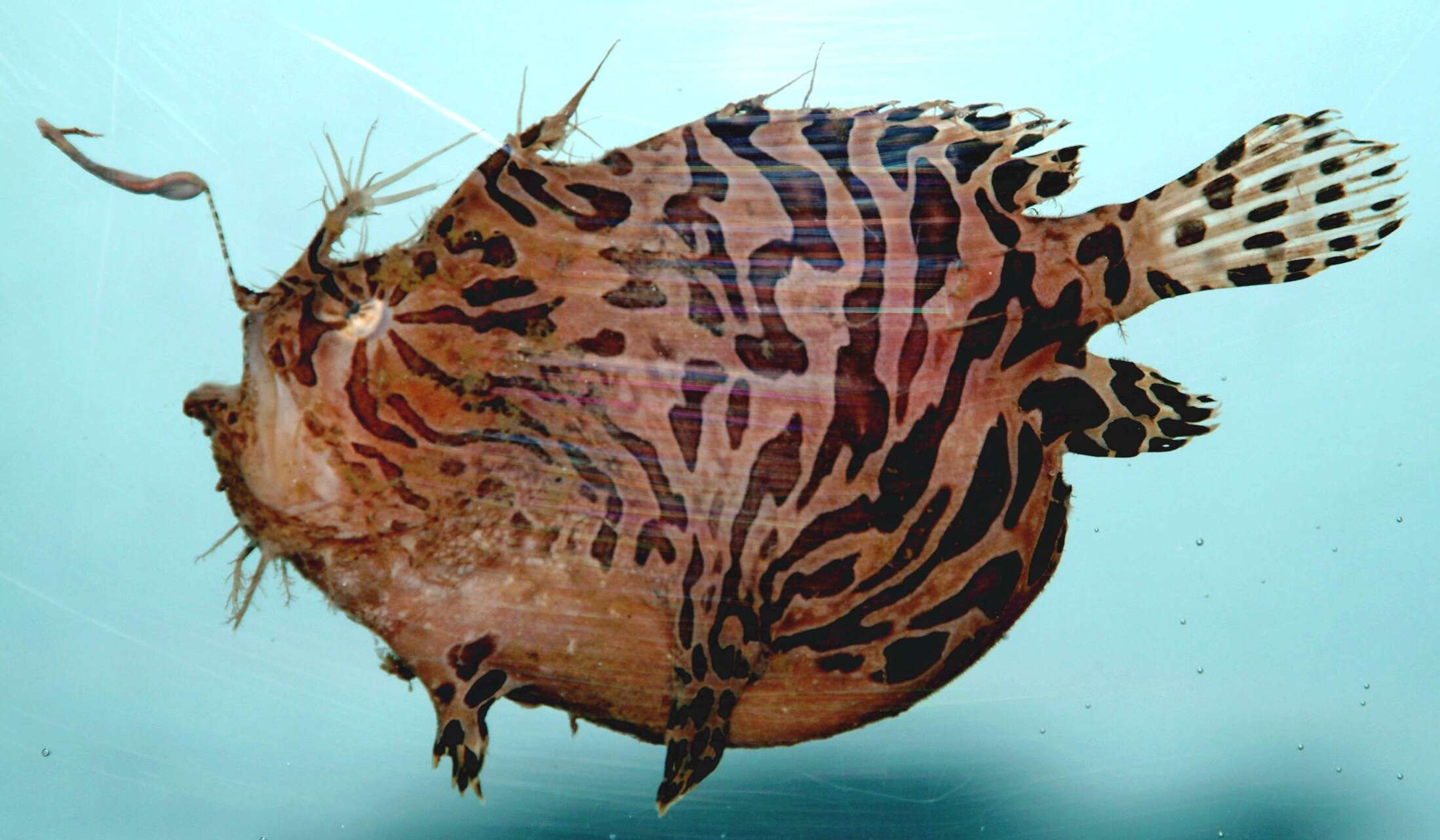 Image of Spitlure Frogfish