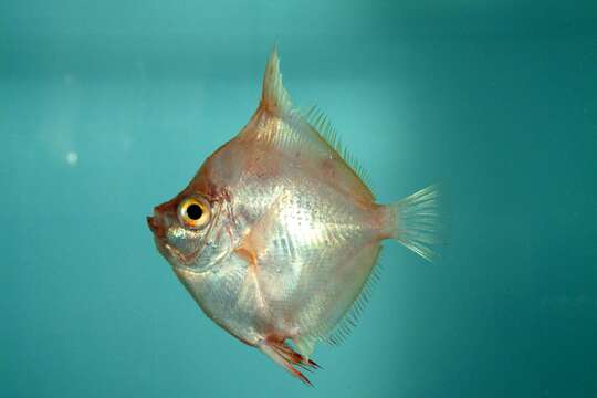 Image of Boarfish