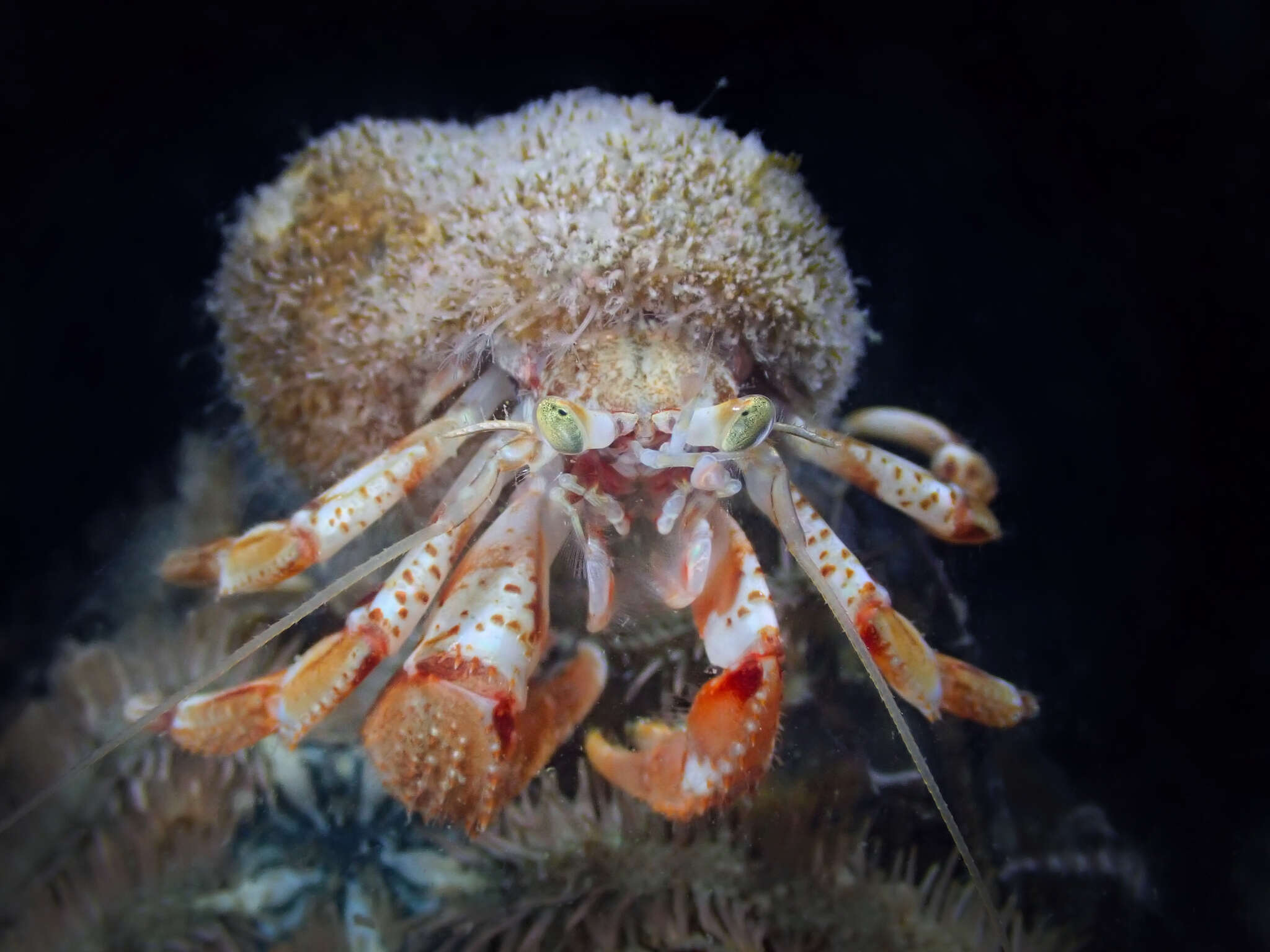 Image of Common hermit crab