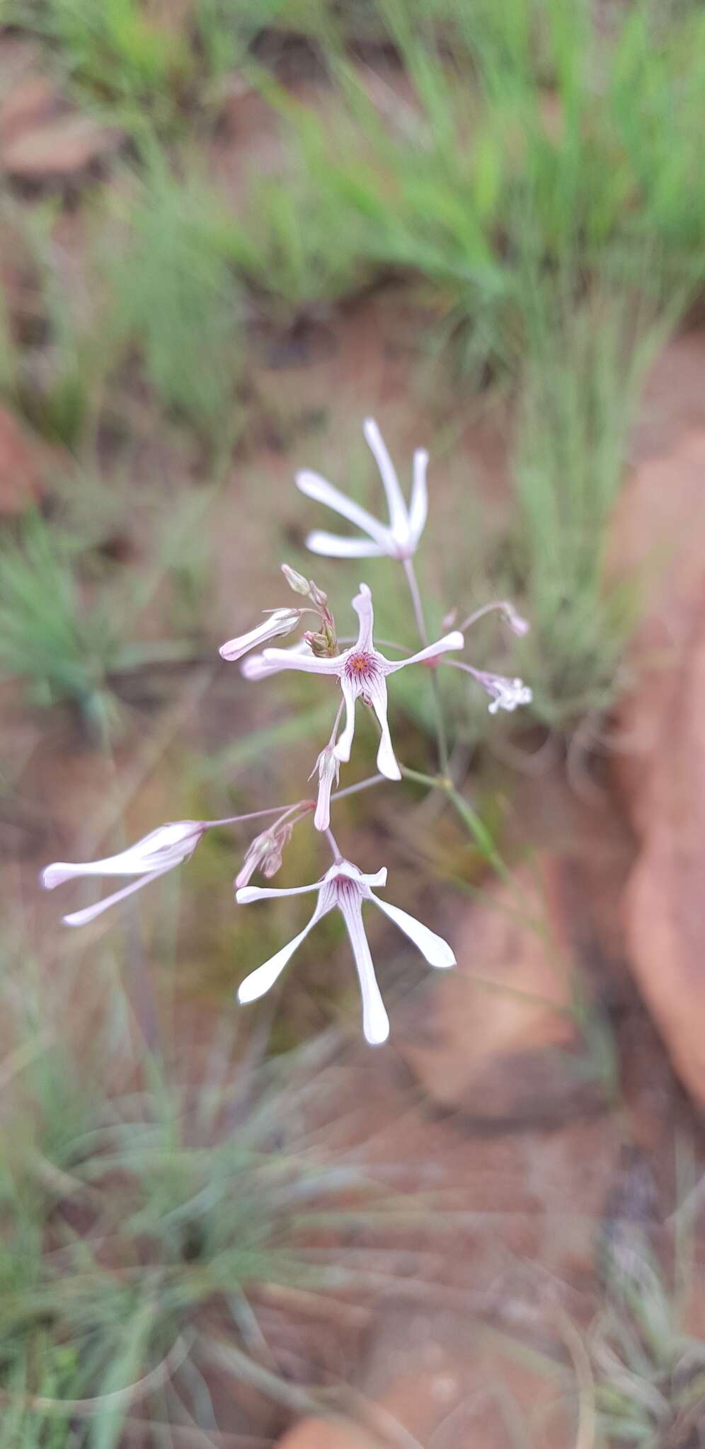 Image of Ceropegia rubella (E. Mey.) Bruyns