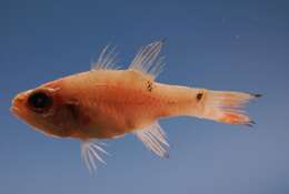 Image of Twospot Cardinalfish